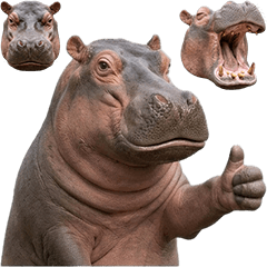 BIG! カバ　実写