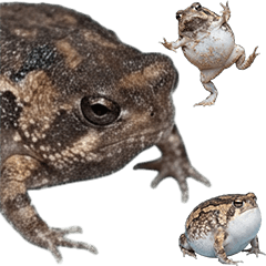 ナマカフクラガエル　実写