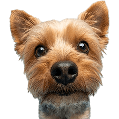 BIG! ヨークシャーテリア　実写