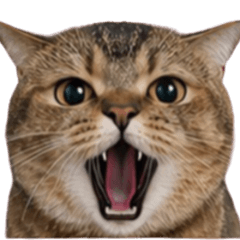 Tailung is a Cat.