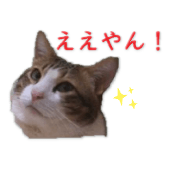 関西弁な猫スタンプ