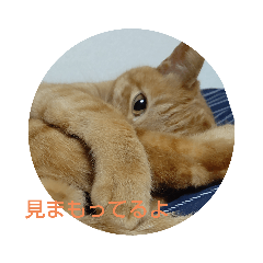 ねこ語 CAT