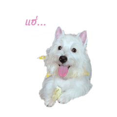 Whitepink_thewestie