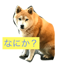 Tetu a everyday happy!