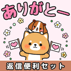 すぐに返信♪即レス便利 #柴犬クッキー2