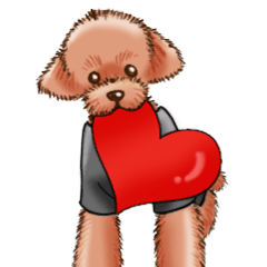 Mopu Toy poodle 2