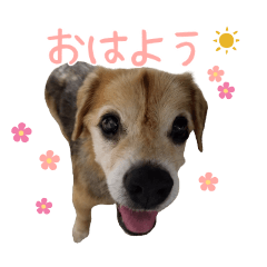 福ちゃん白ちゃんスタンプ