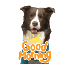 Border Collie Noah_0510