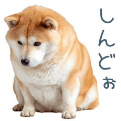 ちょっとかわいそうな柴犬【面白い】