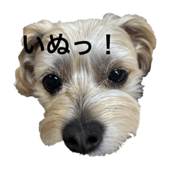 いぬっ！!!!!!!!!!