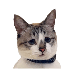 ぴえん猫ミントのいつもいっしょスタンプ