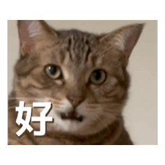 Bulipaohua_20260209145030