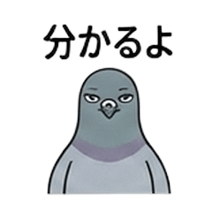人生２週目のハト【日常】