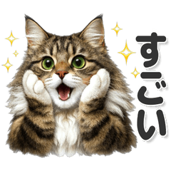 毎日使える！ ノルウェージャンフォレスト