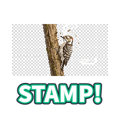 Japanese Pygmy Woodpecker