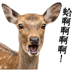 ずっと使える奈良の鹿（台湾華語）