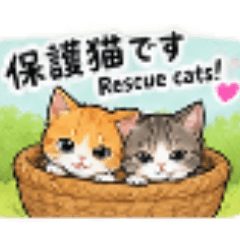 保護猫のいたずら日記、日英
