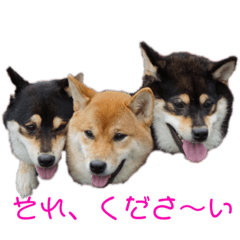 柴犬くーちゃんfamily’s