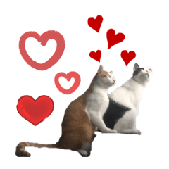 Cutecat_20200319140650