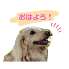 愛犬マシュマロのスタンプ