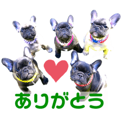 KOEDO DOG of HOTARU BABYS