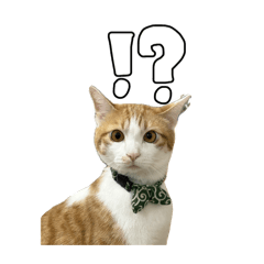 モチチョビチャンポン