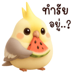 Cockatiel chubby cute : Everyday words