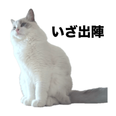 愛猫ベルのスタンプ