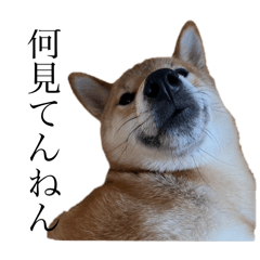 関西弁柴犬 ー日常編ー