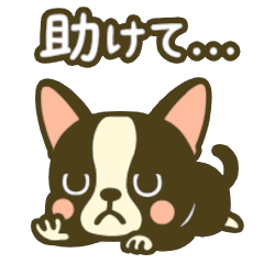 相棒ボストンテリアと毎日伝えよう！