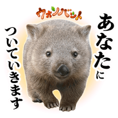 イッテQ！珍獣スタンプ ～タスマニア島編～