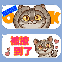 貼心不佔位！虎斑貓的台灣生活