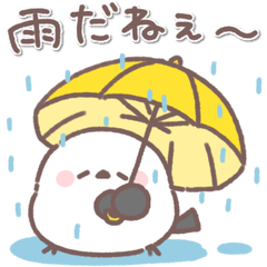 雨の日♥️シマエナガさん