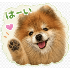 ポメラニアンのブルー 時々関西