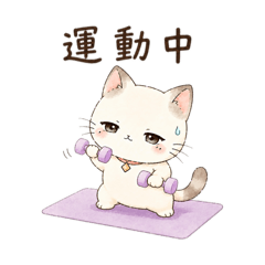 美猫(白)の行動・お誘い編