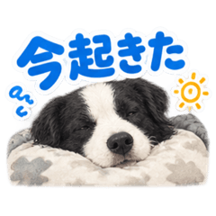 ボーダーコリー好きのためのスタンプ③