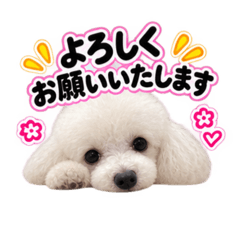 ふわふわわんこ＆うさぎの日常スタンプ