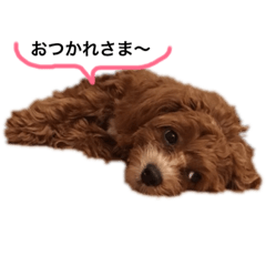 Mix犬の夢羽さん③