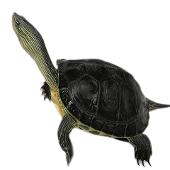 Turtle life happy life