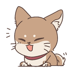 Cat mix Shiba Inu