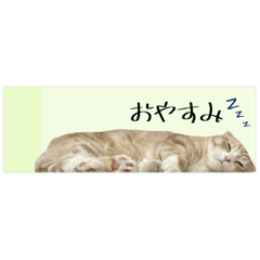 付箋ねこたち