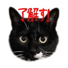 ねこちゃんスタンプ（かわいい）