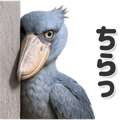 毎日使いやすい！ハシビロコウ