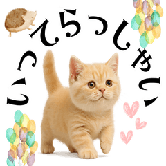 ふんわり子猫の毎日