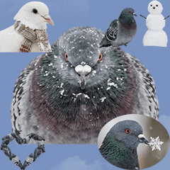 BIG! 冬の鳩　実写