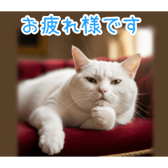 [お疲れ様です専用]おでぶ猫