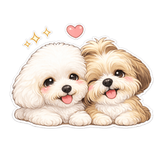 Shih Tzu Poodle Cute