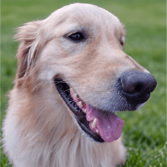 Golden Retriever Angel Nini