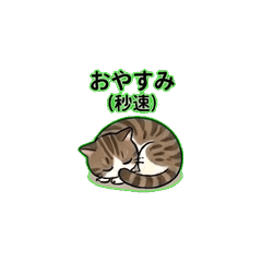 My Honest Cat