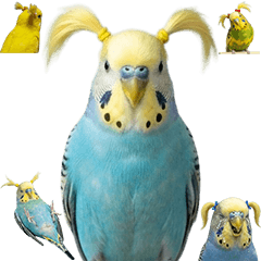 BIG! ツインテールインコ